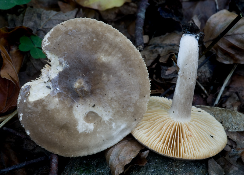 Lactarius fuliginosus